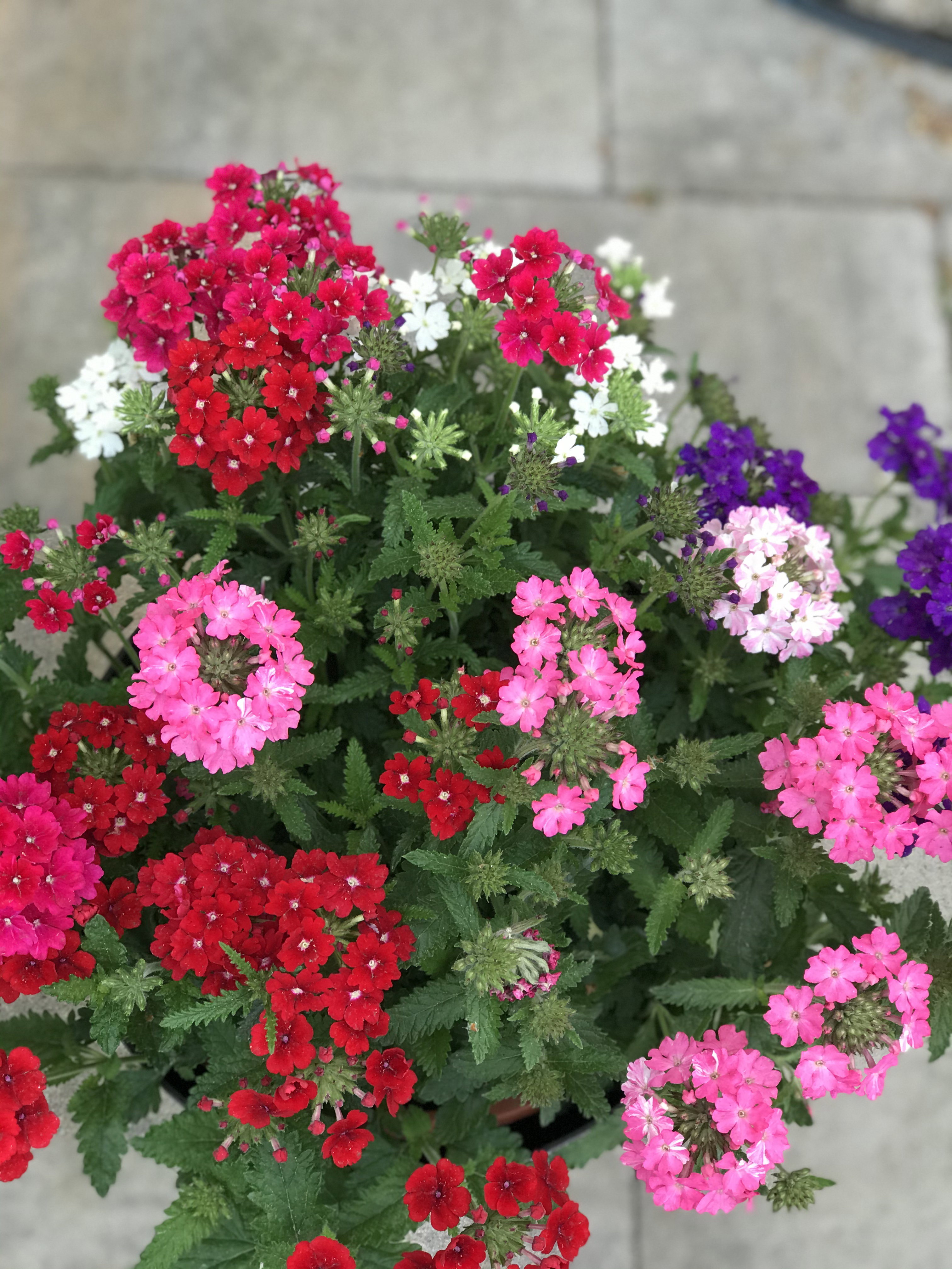 92FD36EB-B379-441A-A2DD-30A6CF735D18.jpeg