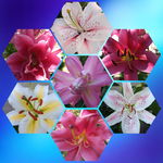 collagemaker_202073116543419.jpg