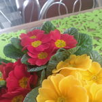 IMG_20210130_140113297.jpg