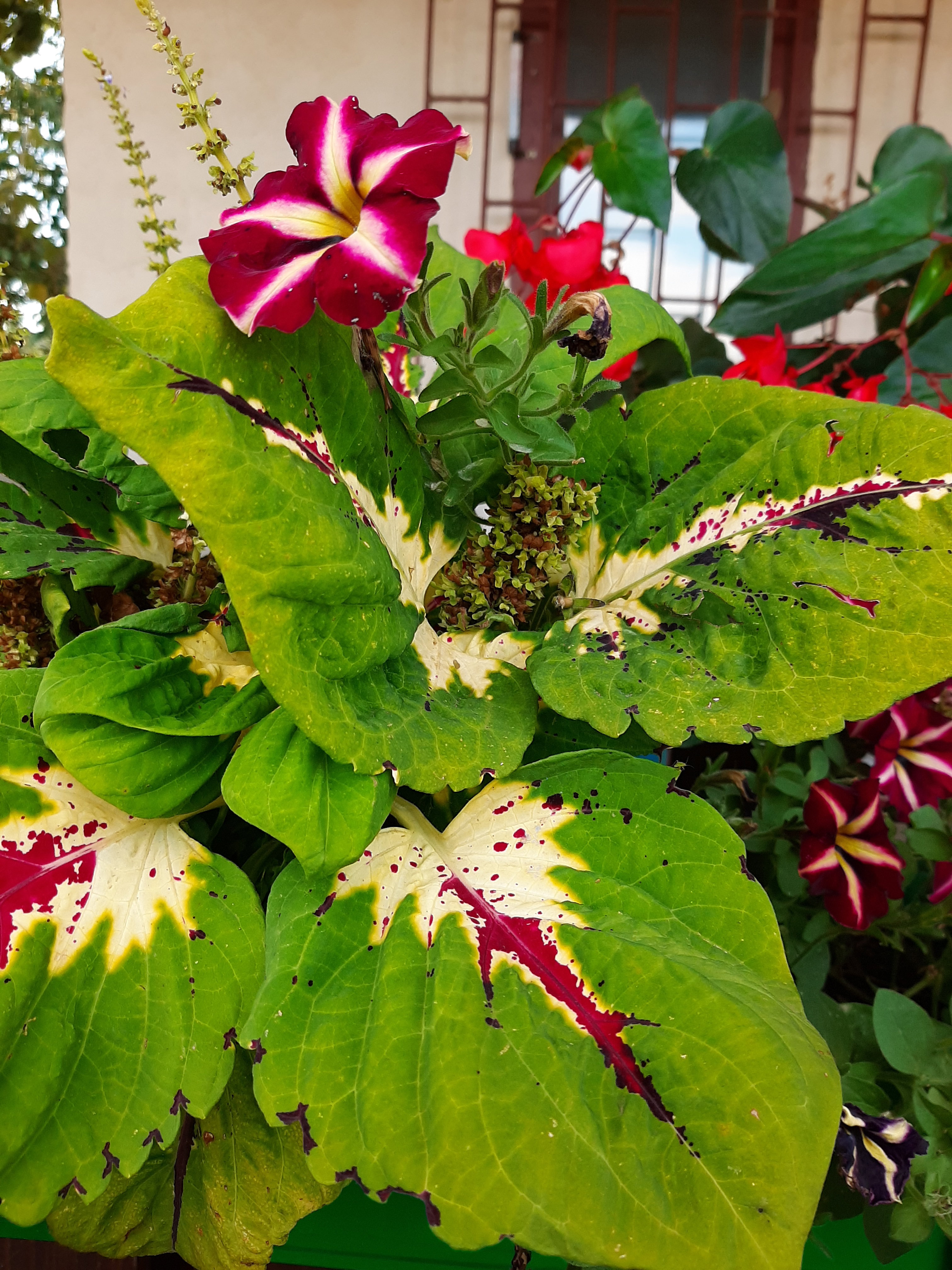 DanutaGaumer (17).jpg