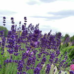 IMG_20200705_122927