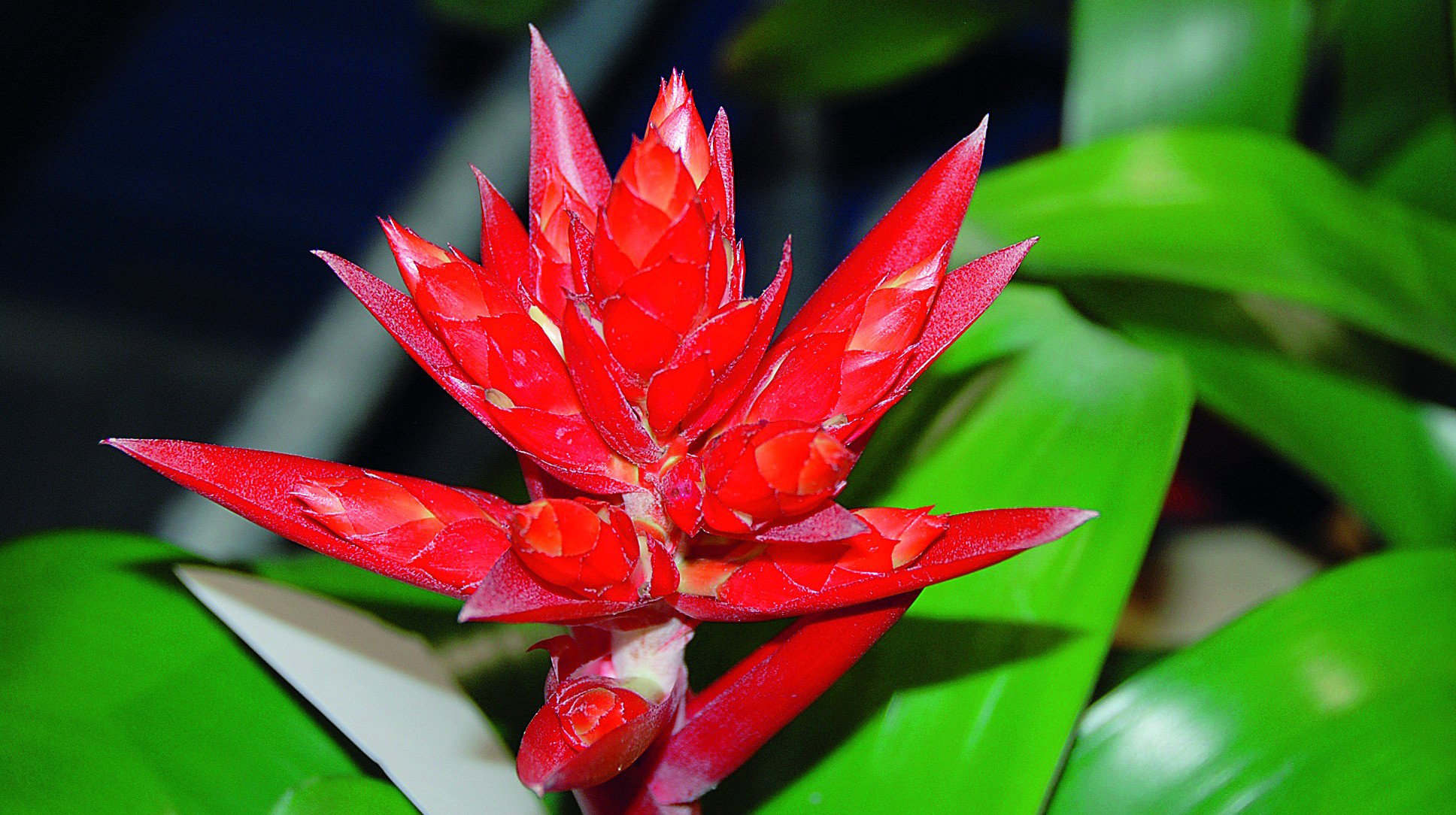 Aechmea ‘Mohican’ zdobyła pierwszą nagrodę na międzynarodowych targach ogrodniczych Horti Fair 2007