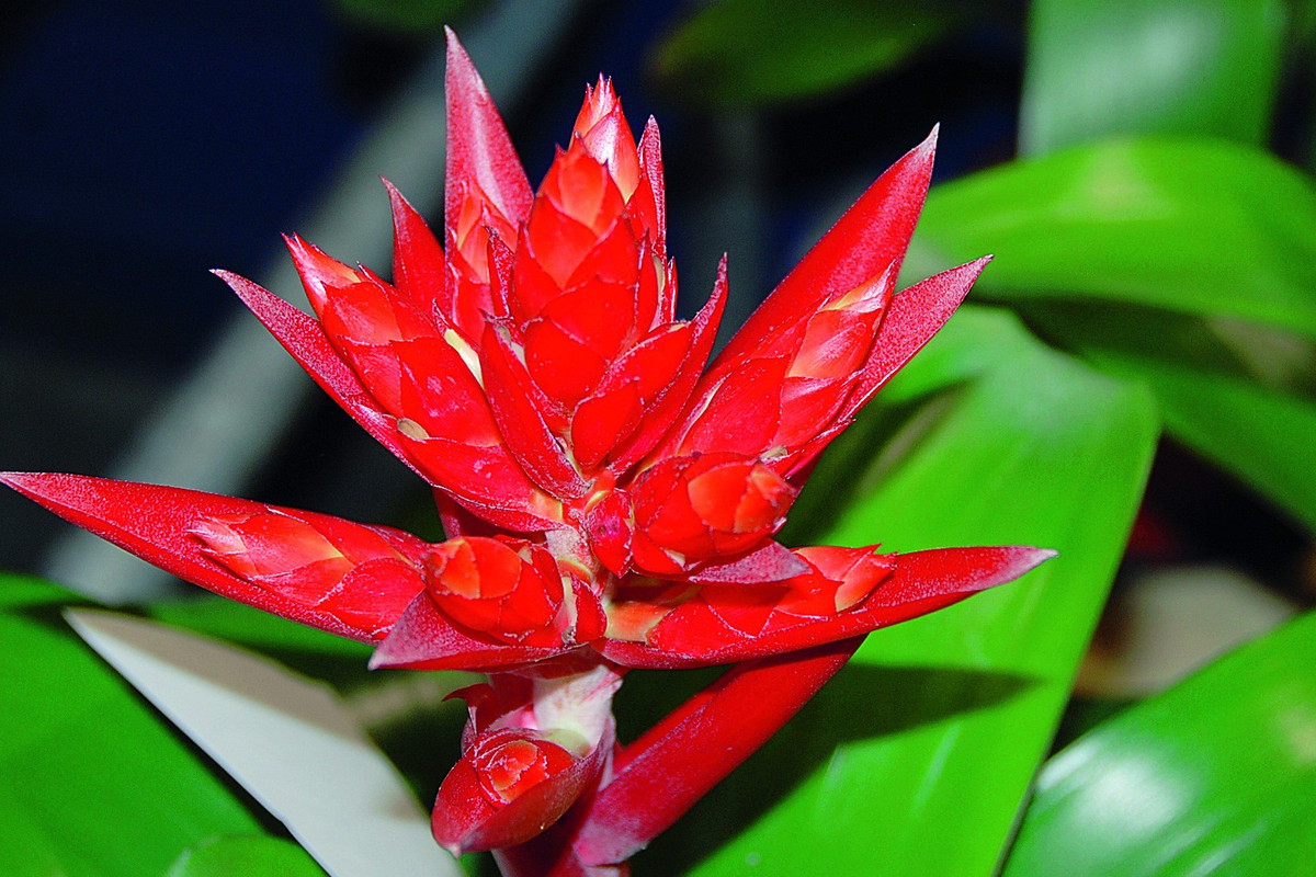 Aechmea ‘Mohican’ zdobyła pierwszą nagrodę na międzynarodowych targach ogrodniczych Horti Fair 2007
