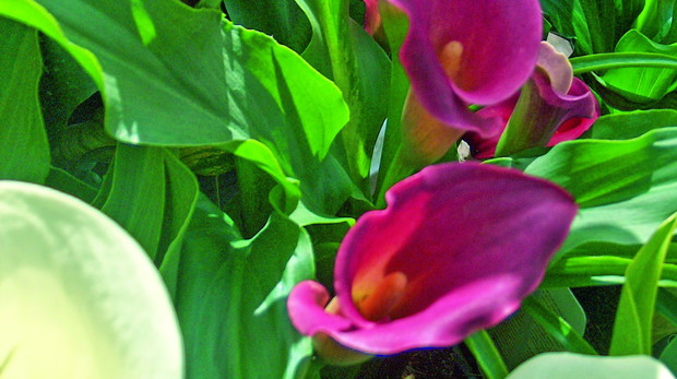 Afrykańskie elegantki doskonale sprawdzą się również jako rośliny balkonowe i tarasowe