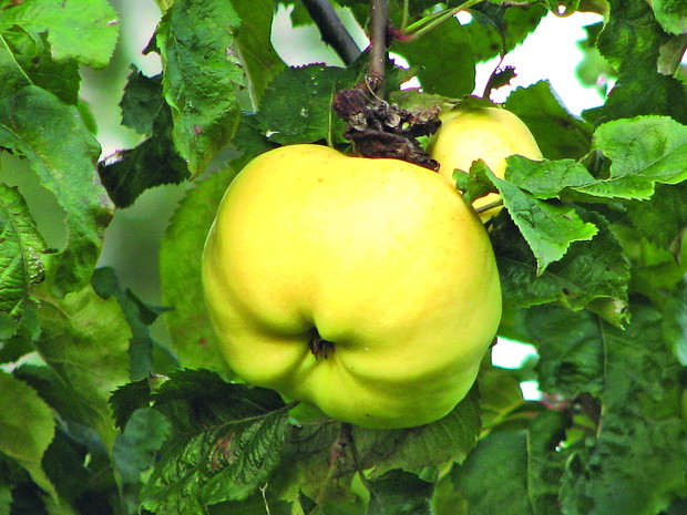 'Antonówka Śmietankowa'