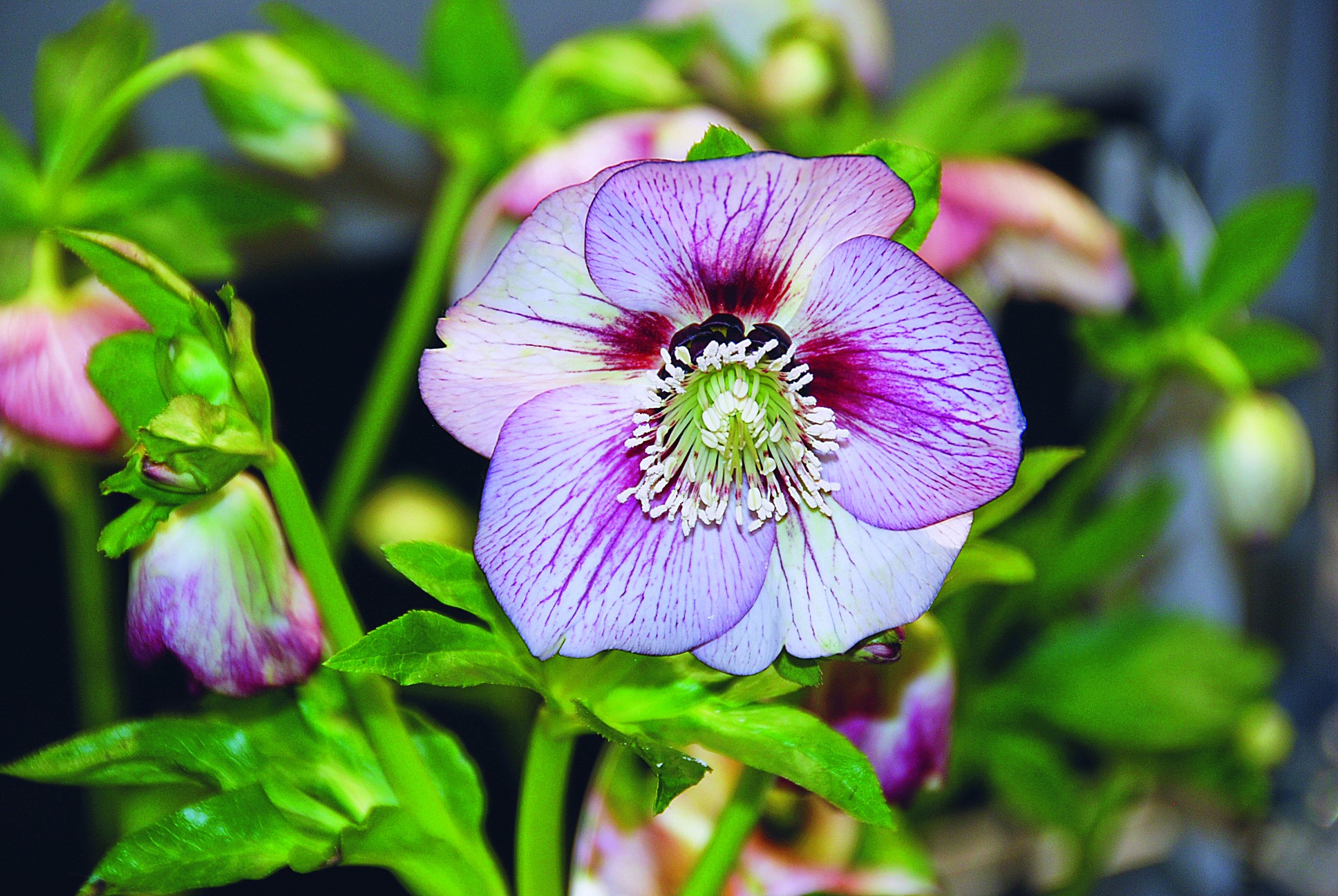 Atrakcyjnie żyłkowane kwiaty ciemierników