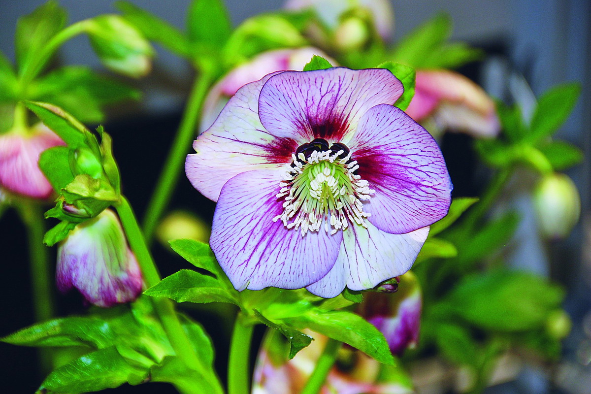 Atrakcyjnie żyłkowane kwiaty ciemierników