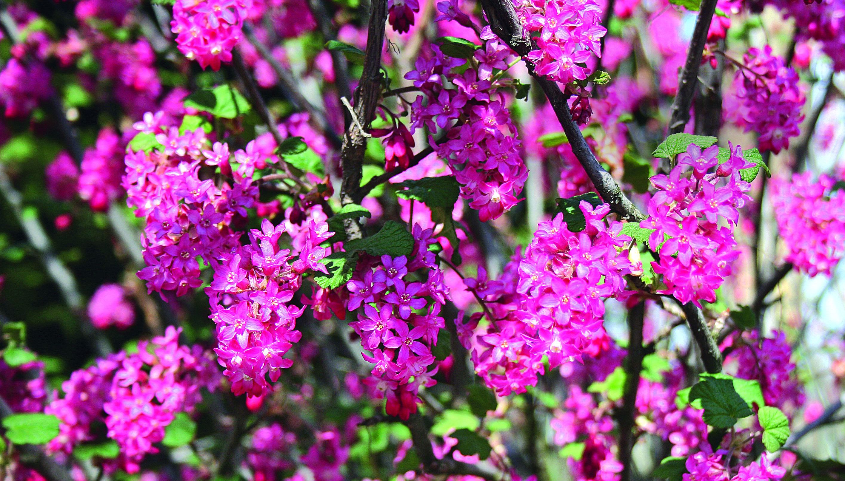 ‘Atrorubens’ jest jedną z ciekawszych odmian ozdobnych porzeczki krwistej 