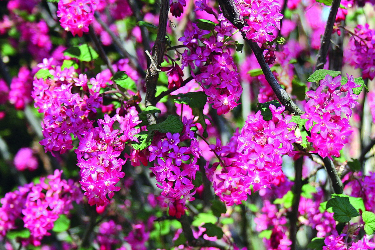 ‘Atrorubens’ jest jedną z ciekawszych odmian ozdobnych porzeczki krwistej