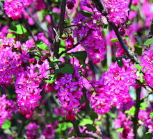 ‘Atrorubens’ jest jedną z ciekawszych odmian ozdobnych porzeczki krwistej