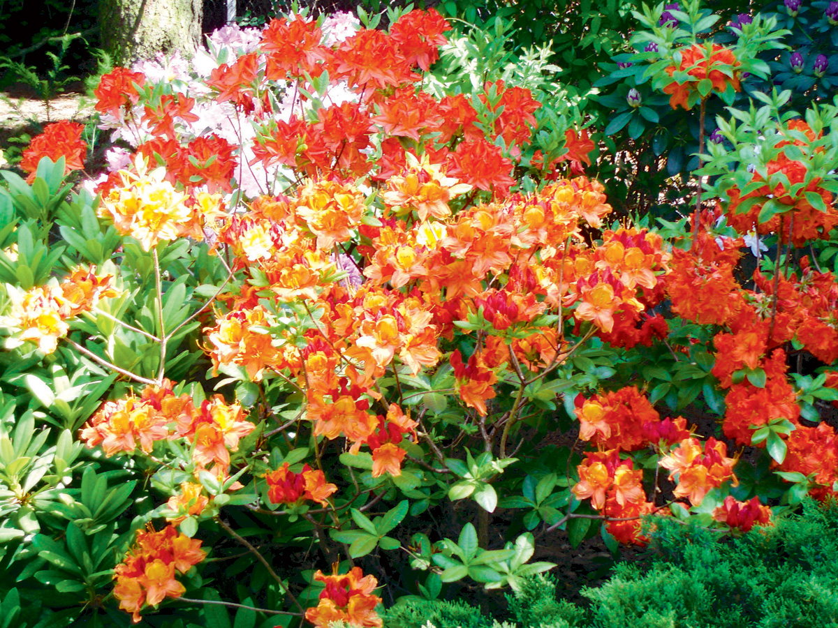 Azalia jest ozdobą każdego alpinarium. Zdjęcie: Natalia Tys