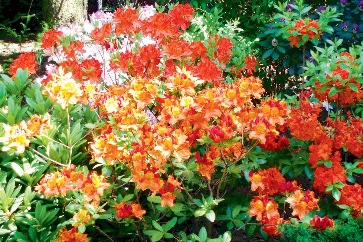 Azalia jest ozdobą każdego alpinarium. Zdjęcie: Natalia Tys