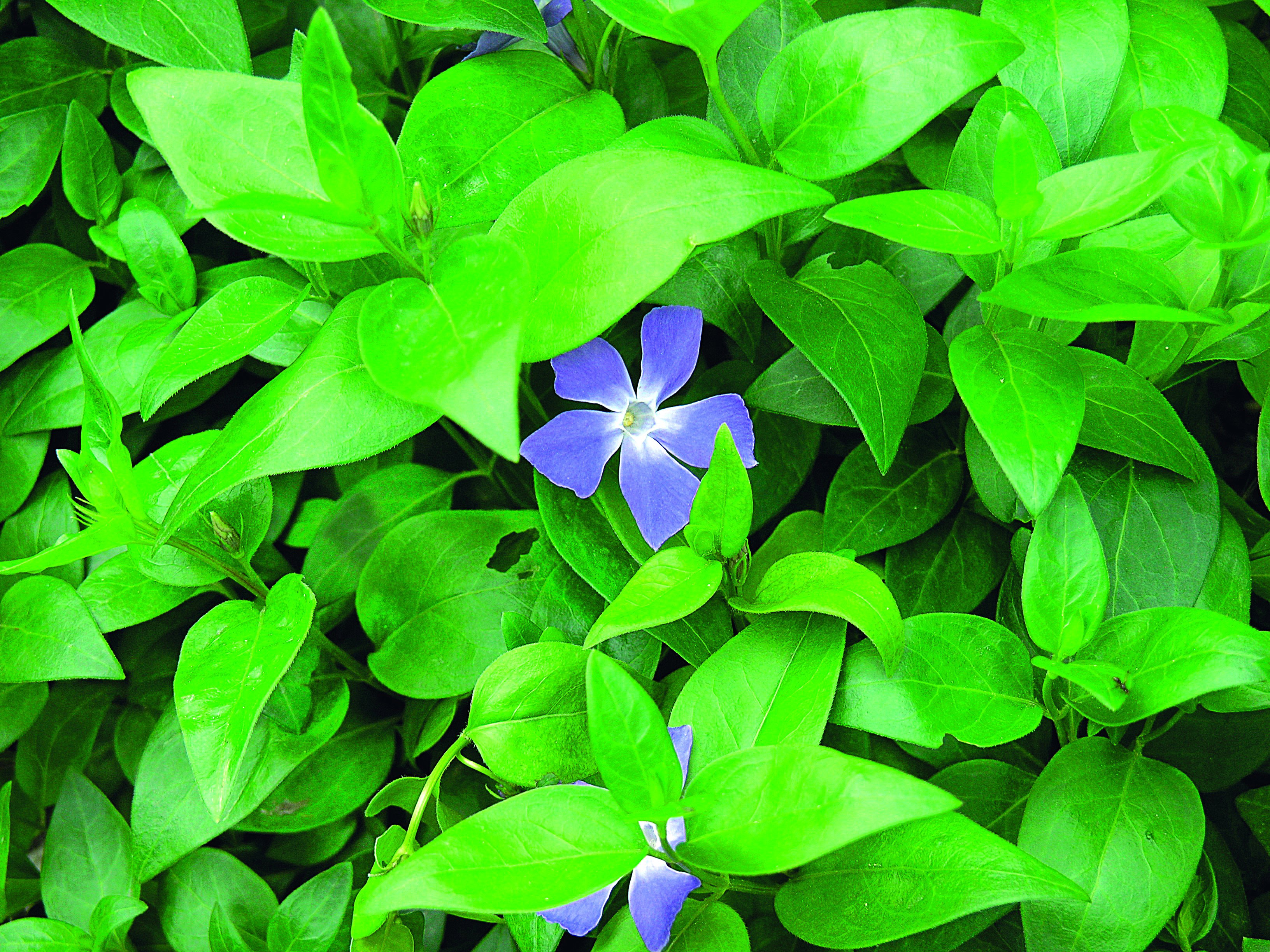 Barwinki są zimozielone. Od dawna stosowa­no je jako okrywy w cienistych miej­scach ogrodów, parków i cmentarzy