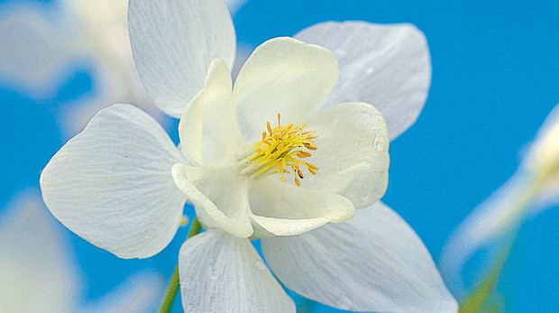 Biała barwa kwiatów odmian mieszańcowych pochodzi od orlika wachlarzowatego