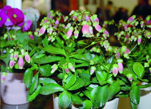 Bryophyllum manginii (dawne Kalanchoe manginii) o dzwonkowatych kwiatach ma wymagania zbliżone do kalanchoe Blossfelda