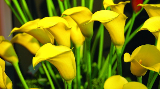 Cantedeskie kolorowe, na przykład ‘Serrada’, coraz chętniej uprawiane są na kwiat cięty