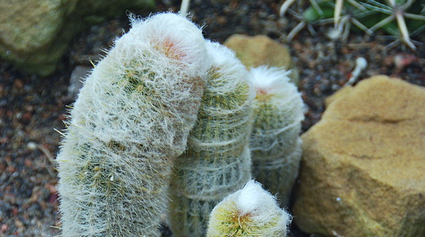 Cefalocereus starczy ma długie włosy przykrywające ciernie, dlatego bywa nazywany głową starca