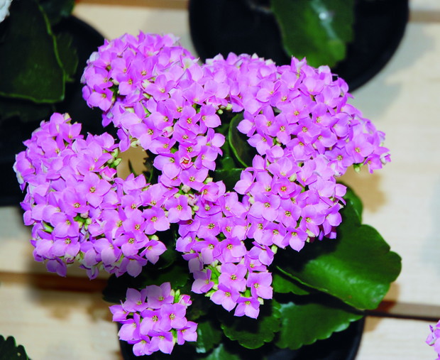 ‘Cora’ charakteryzuje się różowymi kwiatami