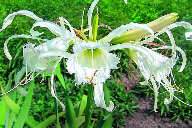 Czas wykopać niezimujące w gruncie