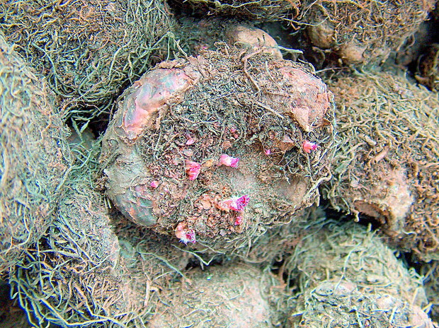 Czas wykopać niezimujące w gruncie