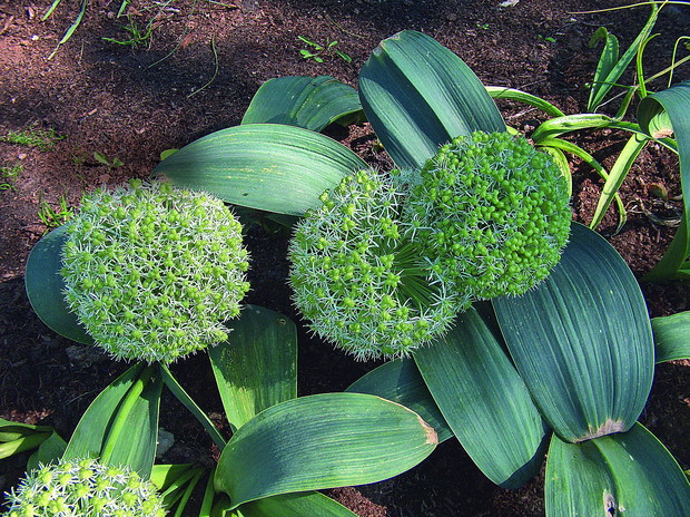 Czosnek karatawski zachwyca regularnymi kwiatostanami i efektownymi liśćmi
