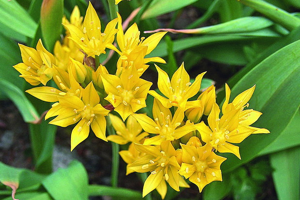 Czosnek południowy ma nietypową dla rodzaju złocistożółtą barwę kwiatów