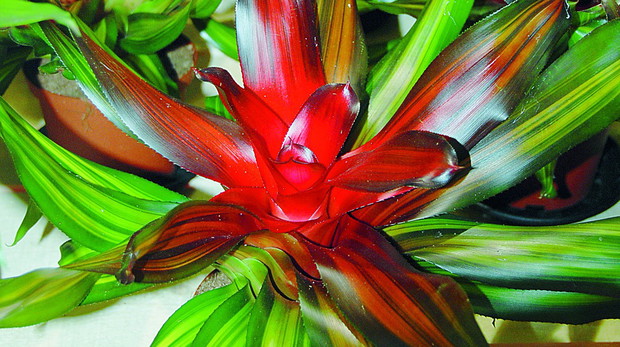 Czy to krwisty kolor rozet tej odmiany neoregelii zadecydował o nadaniu jej nazwy ‘Freddy’?