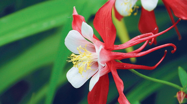 Długie ostrogi kwiatów niektórych mieszańców pochodzą od orlika niebieskiego 