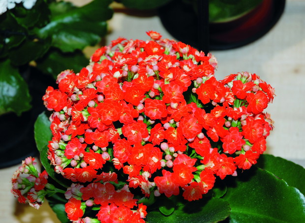 ‘Don Carlos’ odznacza się ceglastoczerwonymi pełnymi kwiatami