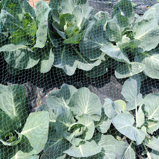 drobne zabezpieczenie siatką i warzywa jak ta lala