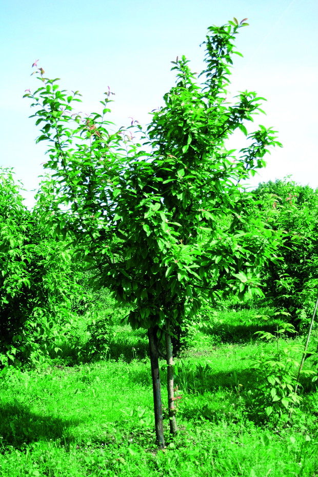 Drzewo z zawiązanymi owocami. Owoce zbiera się po opadnięciu liści lub, najpóźniej, po pierwszych przymrozkach