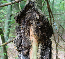 Drzewo zaatakowane przez raka kory z charakterystyczną naroślą