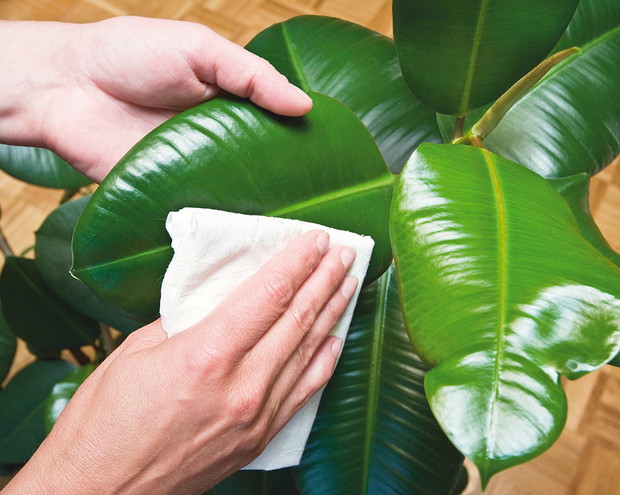 Duże liście czyścimy raz w miesiącu wilgotną szmatką
