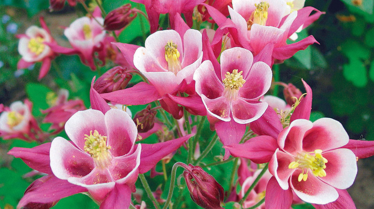 Dwubarwne kwiaty orlika są doskonale widoczne na tle spokojnej zieleni