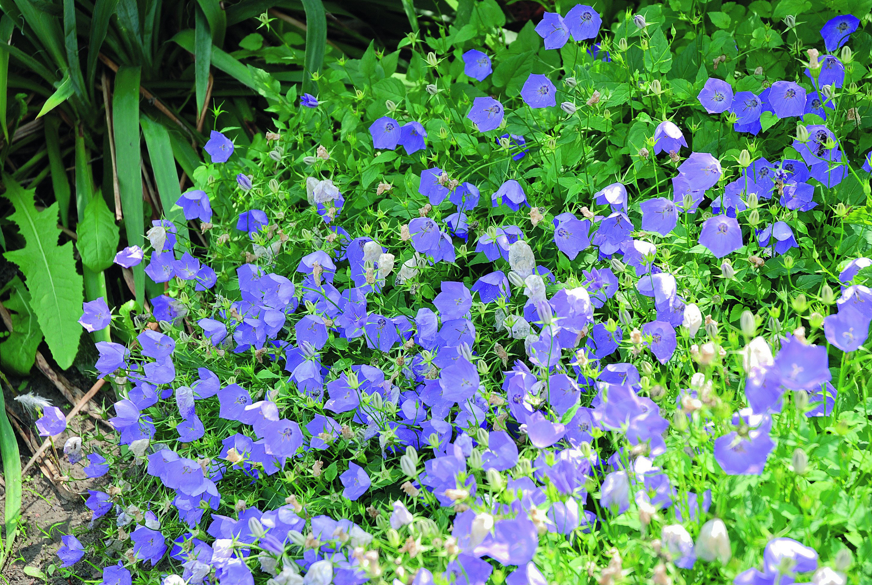 Dzwonek karpacki 'Karl Foerster' efektownie rozrasta się na stanowiskach słonecznych