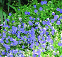 Dzwonek karpacki 'Karl Foerster' efektownie rozrasta się na stanowiskach słonecznych