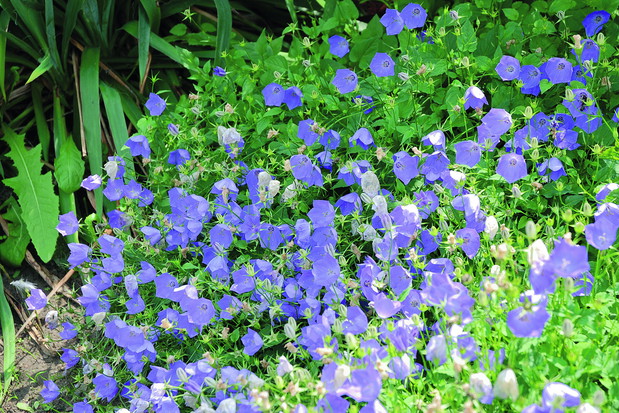 Dzwonek karpacki 'Karl Foerster' efektownie rozrasta się na stanowiskach słonecznych