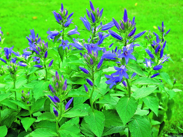 Dzwonek szerokolistny dobrze czuje się praktycznie na każdej glebie