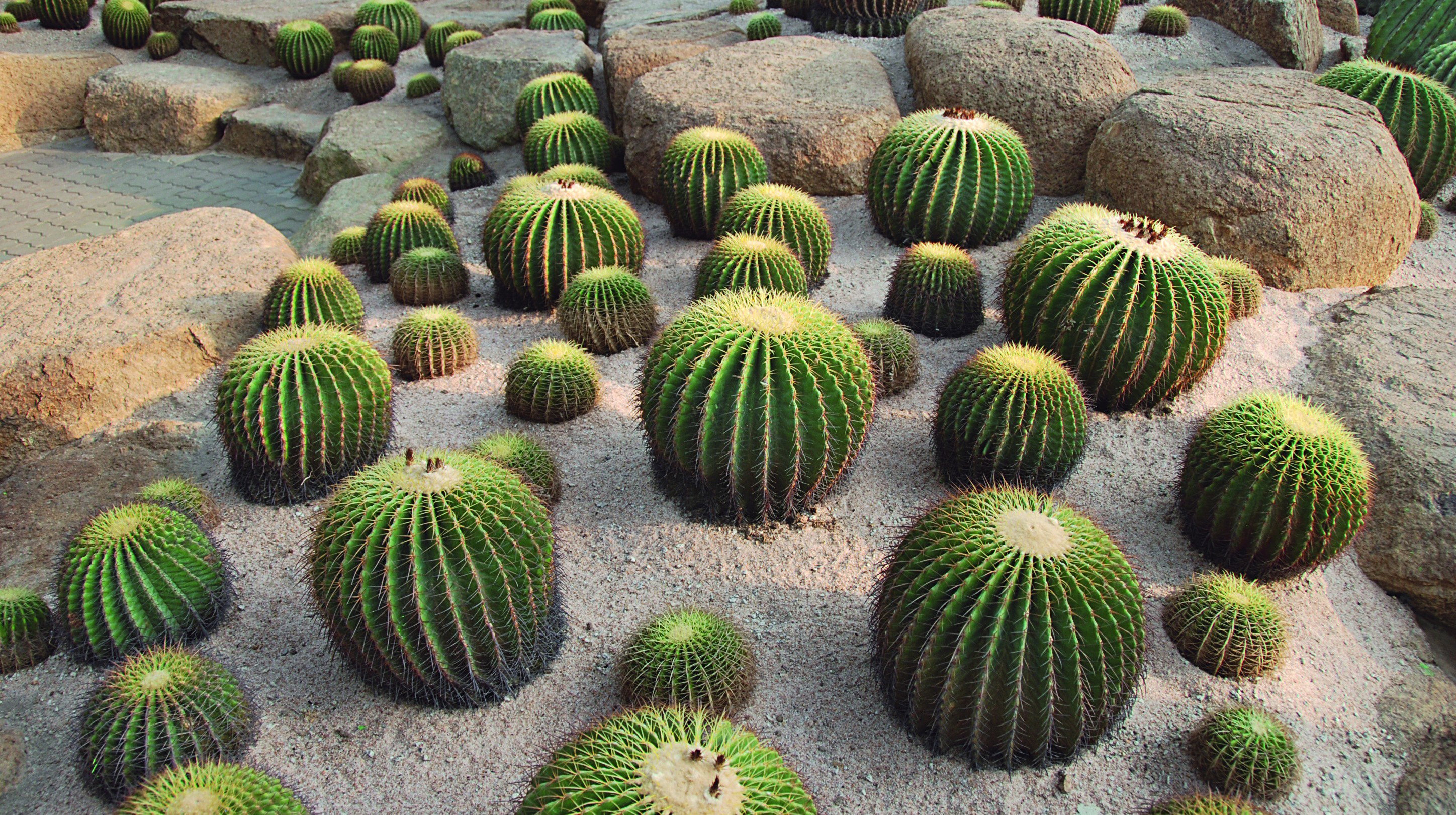 Echinocactus grussonii to jeden z najokazalszych kaktusów o kulistym kształcie