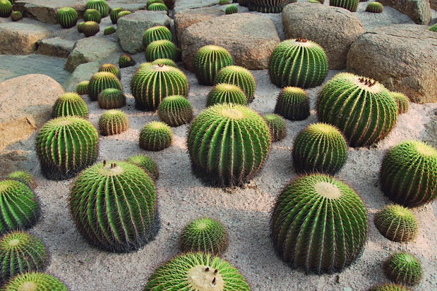 Echinocactus grussonii to jeden z najokazalszych kaktusów o kulistym kształcie