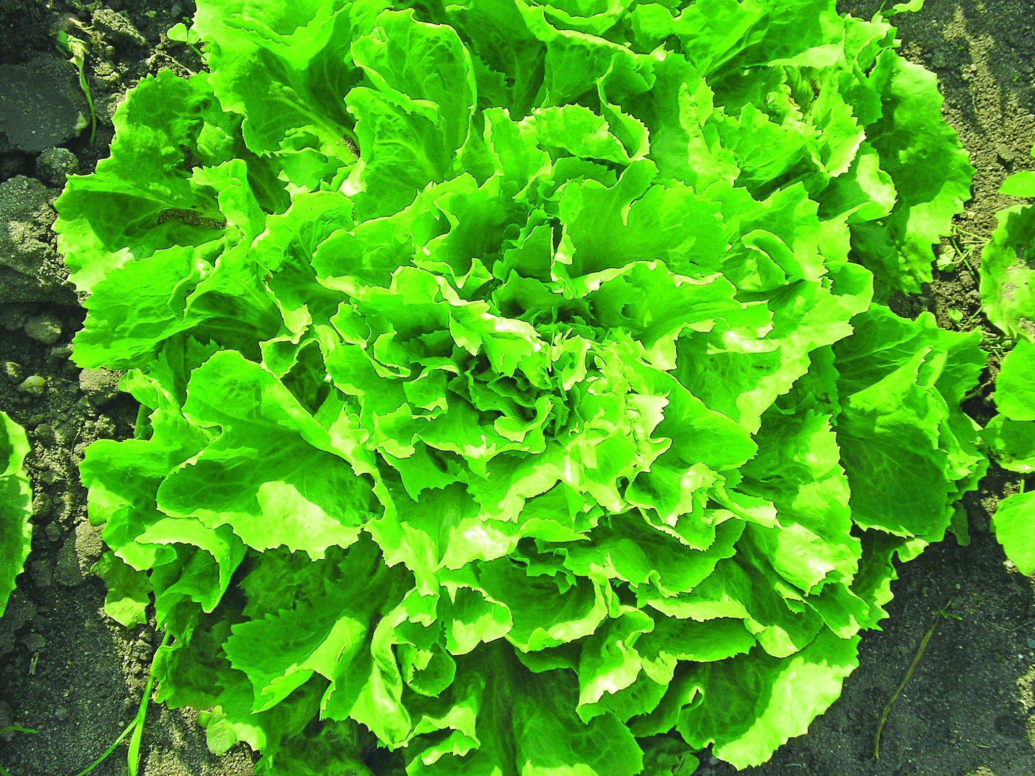 Endywia Eskariola odmiany ‘Excel’ ma gładkie, dość duże liście 