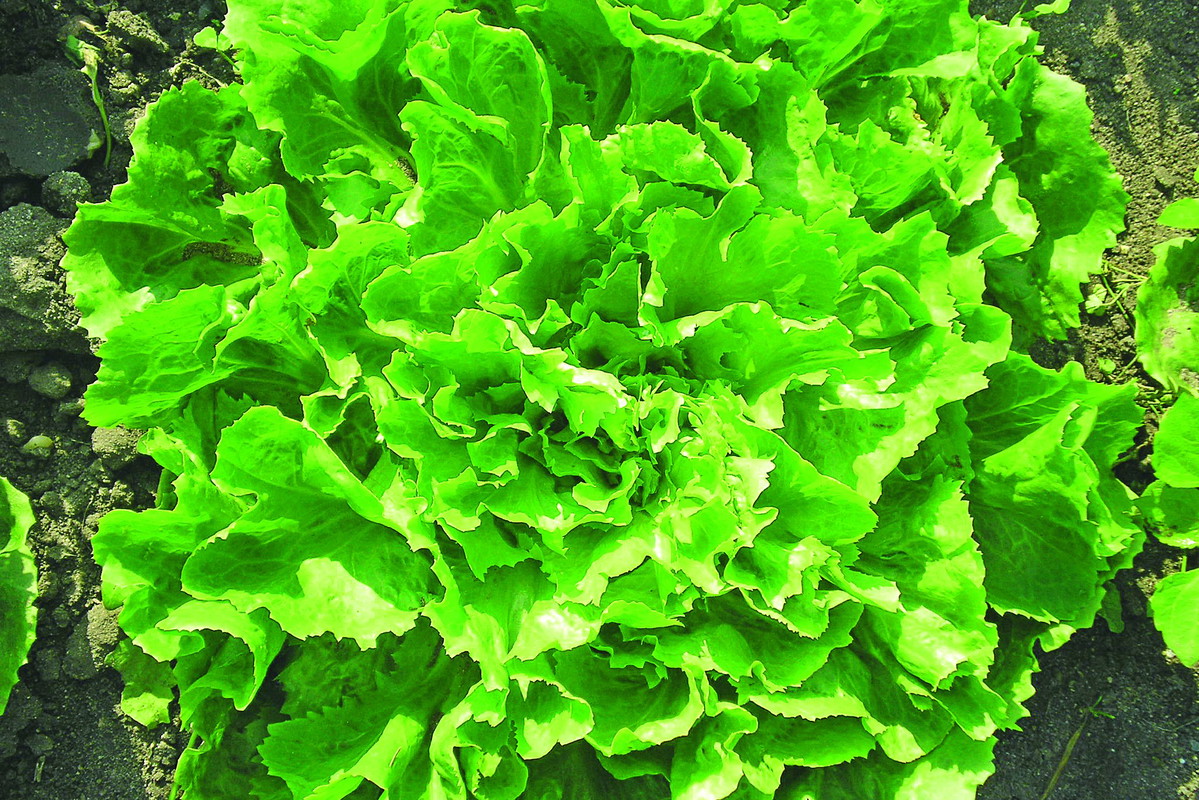 Endywia Eskariola odmiany ‘Excel’ ma gładkie, dość duże liście