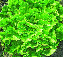 Endywia Eskariola odmiany ‘Excel’ ma gładkie, dość duże liście