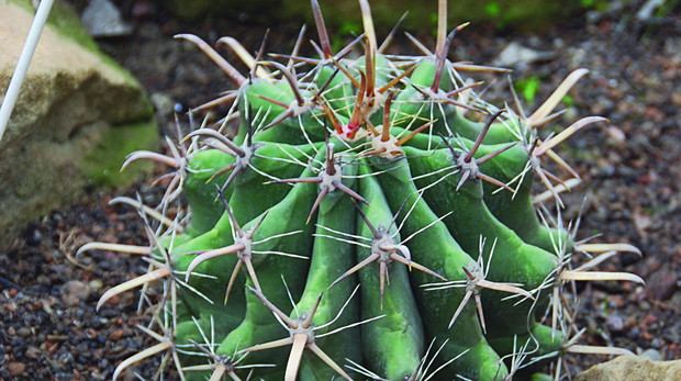 Ferocactus townsendianus ma długie dekoracyjne ciernie