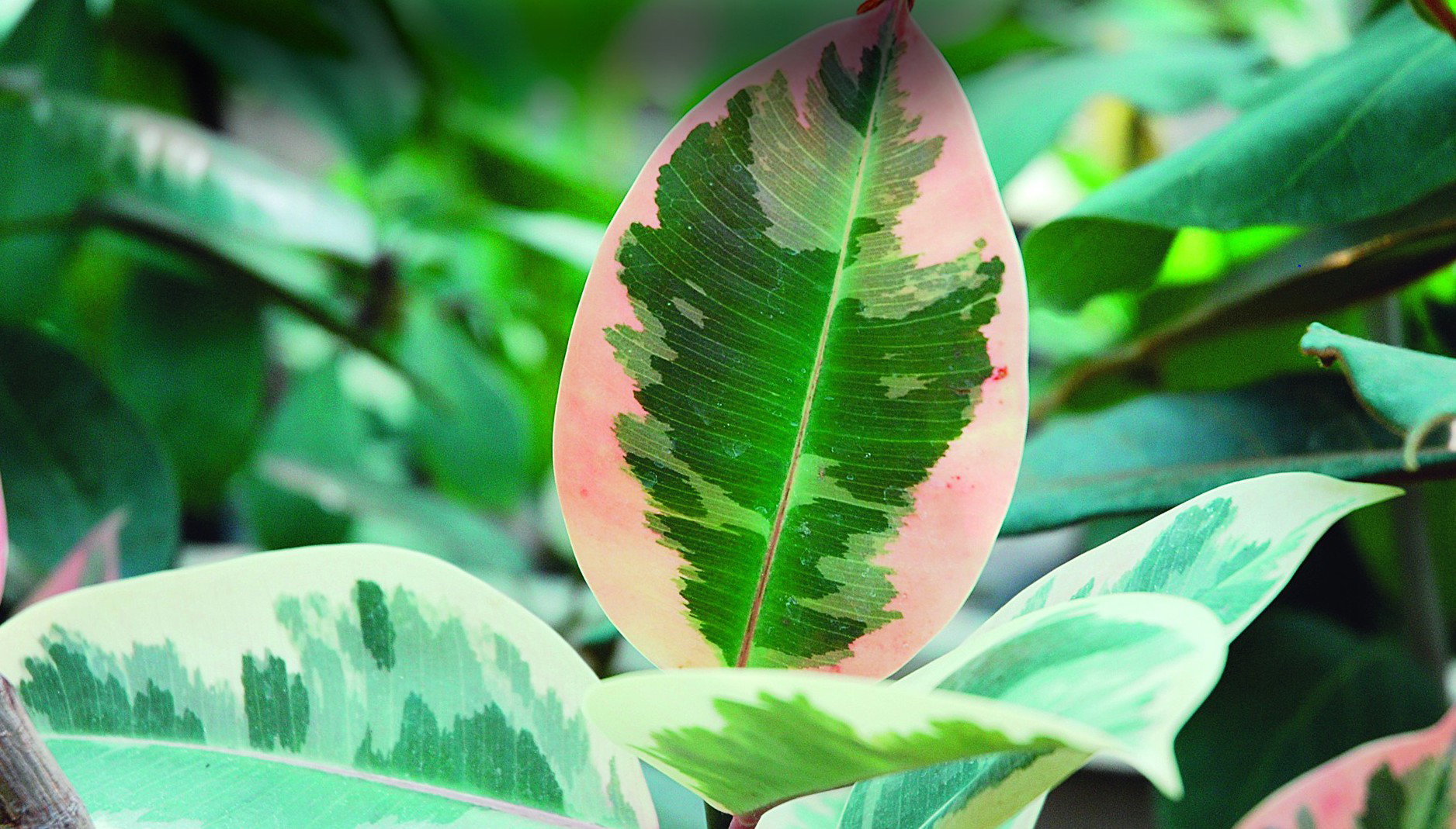 Figowiec sprężysty 'Tricolor' ma lekko zaróżowione liście