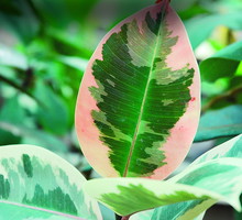 Figowiec sprężysty 'Tricolor' ma lekko zaróżowione liście