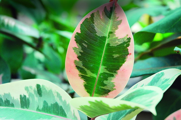 Figowiec sprężysty 'Tricolor' ma lekko zaróżowione liście