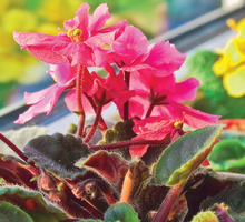 Fiołek afrykański wymaga stanowiska jasnego, chłodnego i przewiewnego