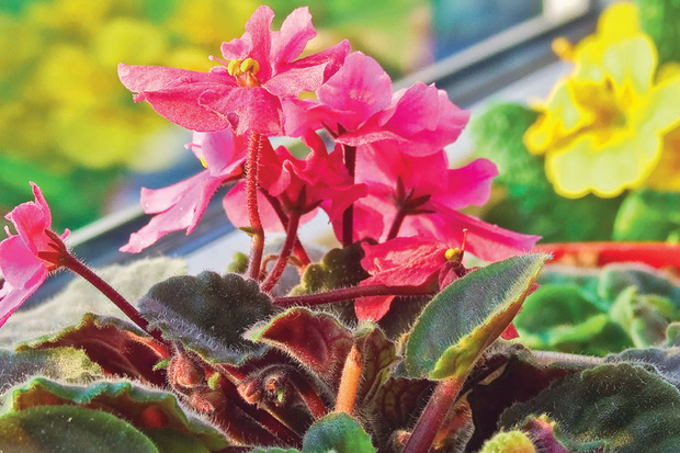 Fiołek afrykański wymaga stanowiska jasnego, chłodnego i przewiewnego