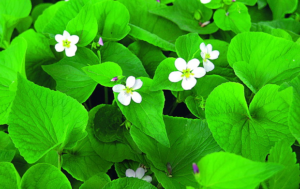 Fiołek kanadyjski dobrze okrywa północne stoki i skarpy. Ładnie kwitnie w maju/ czerwcu